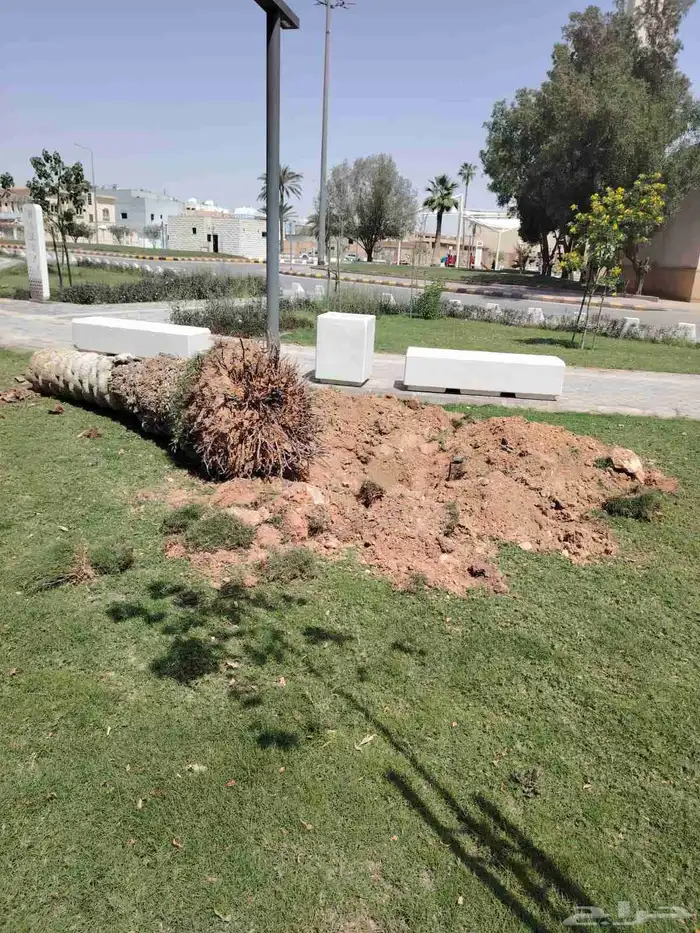 ازالة ترتيب النخيل والاشجارو 4