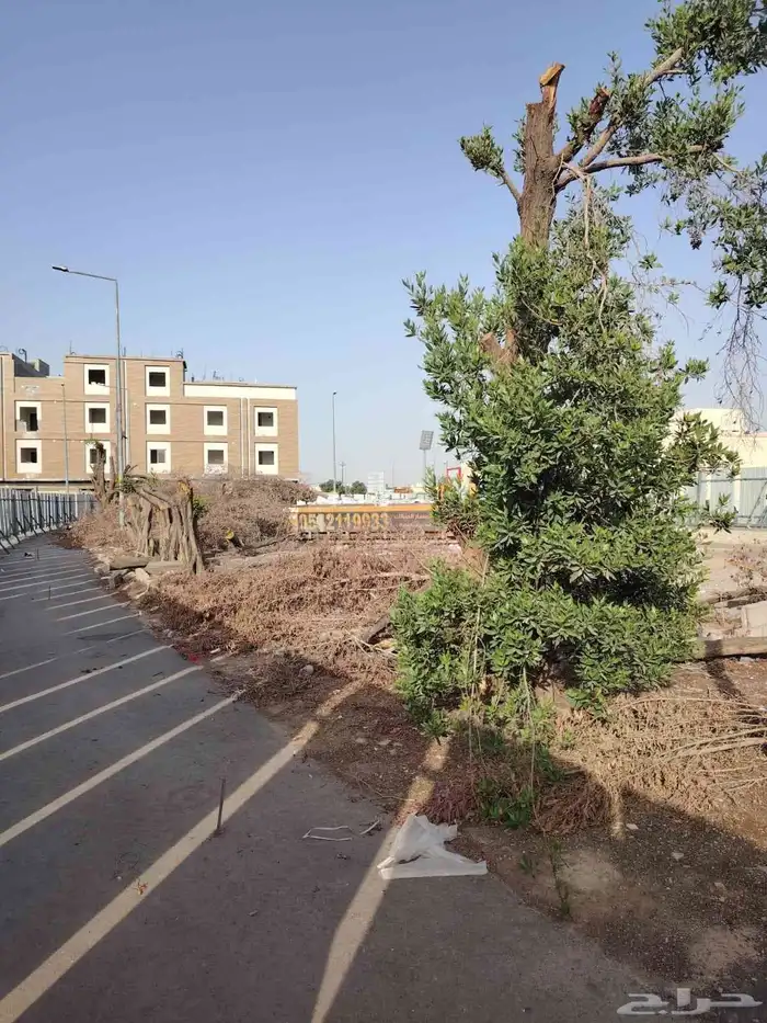 ازالة ترتيب النخيل والاشجارو 1