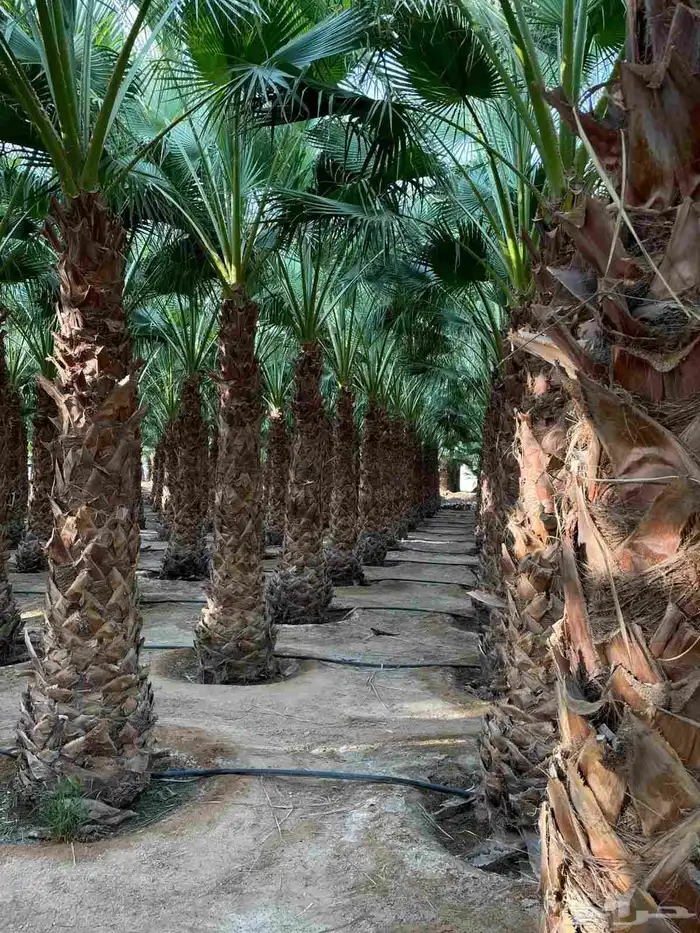 ازالة ترتيب النخيل والاشجارو 6