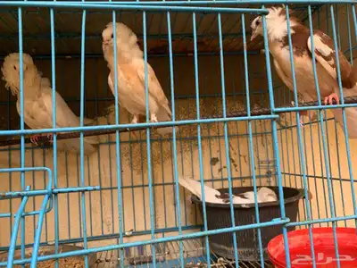 أعرض زوج ا جميل ا من الحمام البلجيكي مع 4 فروخ لطيفة 5