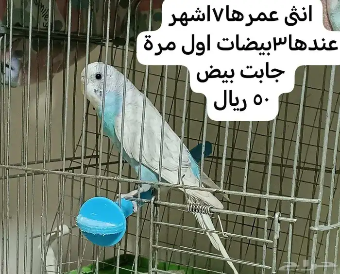 أنثى_بادجي طيور_الحب طيور_الزينة منتجة 0