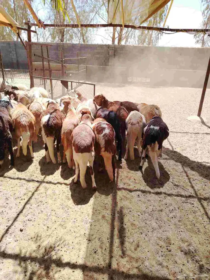 خرفان سواكني 0