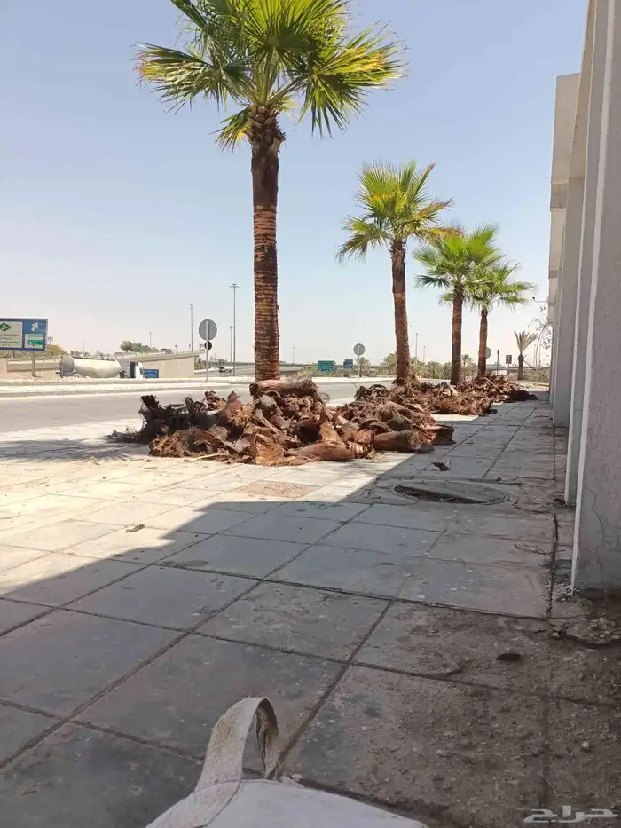 ازالة ترتيب النخيل والاشجارو 14