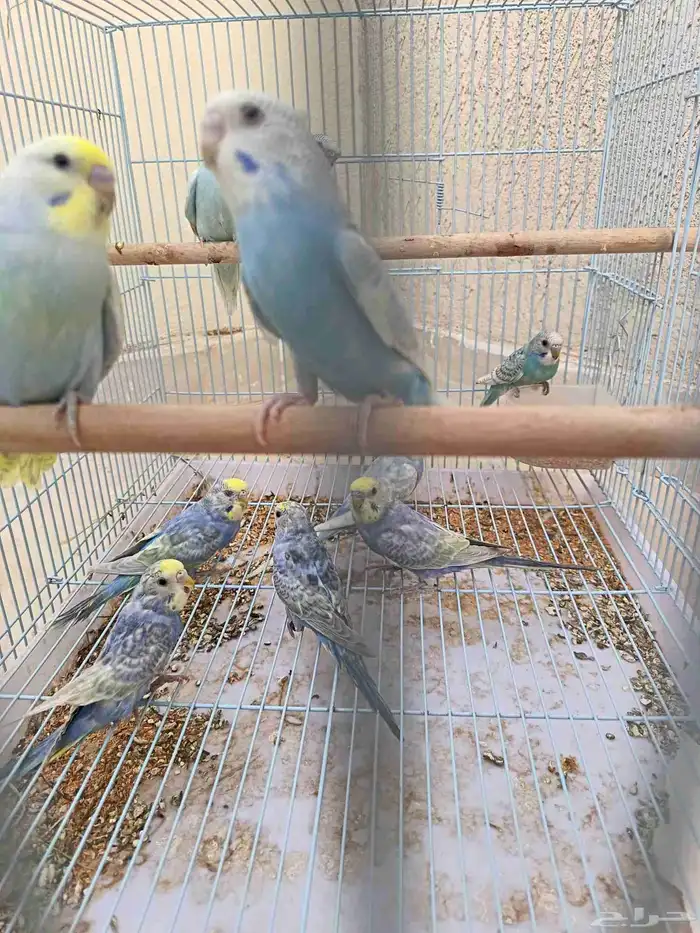 طبات بادجي رينبو فرصه للي بيربي 1