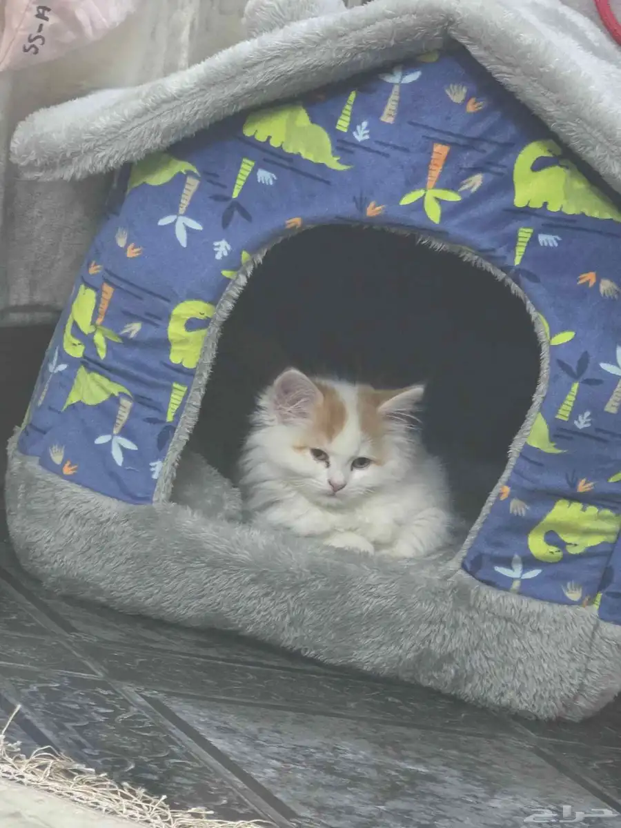cat 0