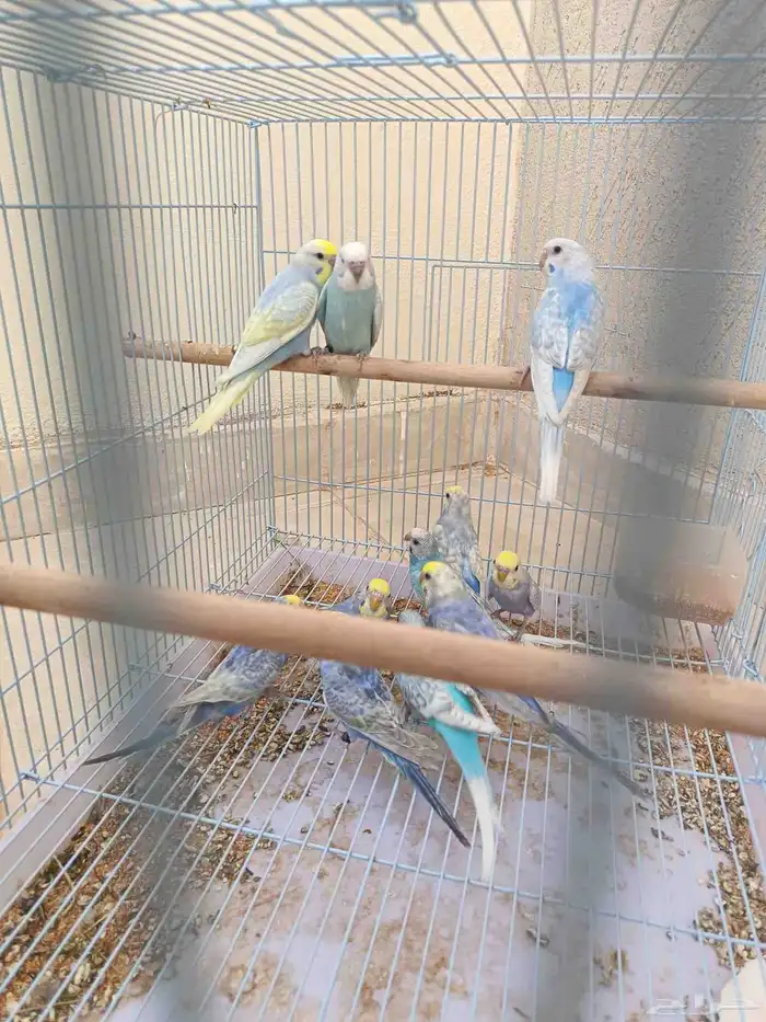 طبات بادجي رينبو فرصه للي بيربي 5