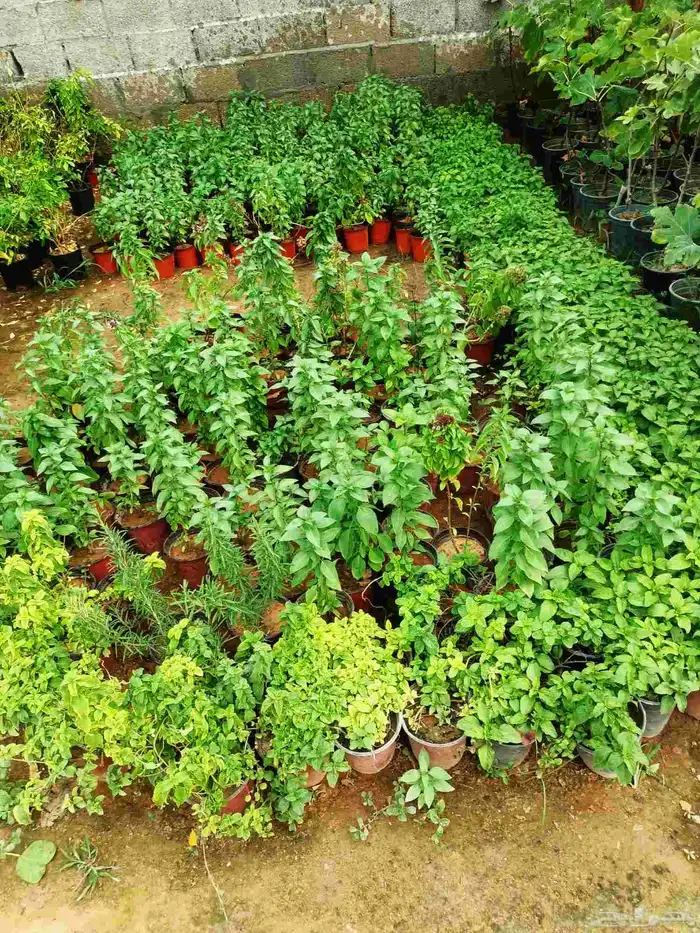 ازالة ترتيب النخيل والاشجارو 15