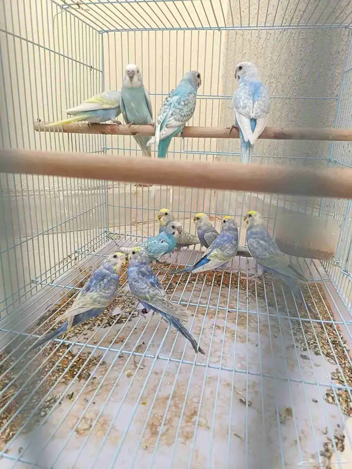 طبات بادجي رينبو فرصه للي بيربي 2