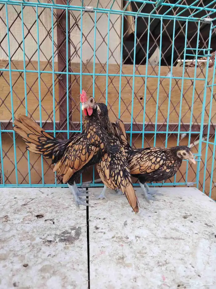 سبرايت. تم البيع 4