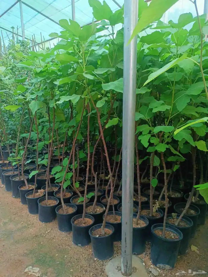 ازالة ترتيب النخيل والاشجارو 16