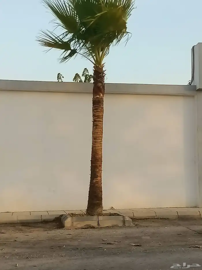 ازالة ترتيب النخيل والاشجارو 13