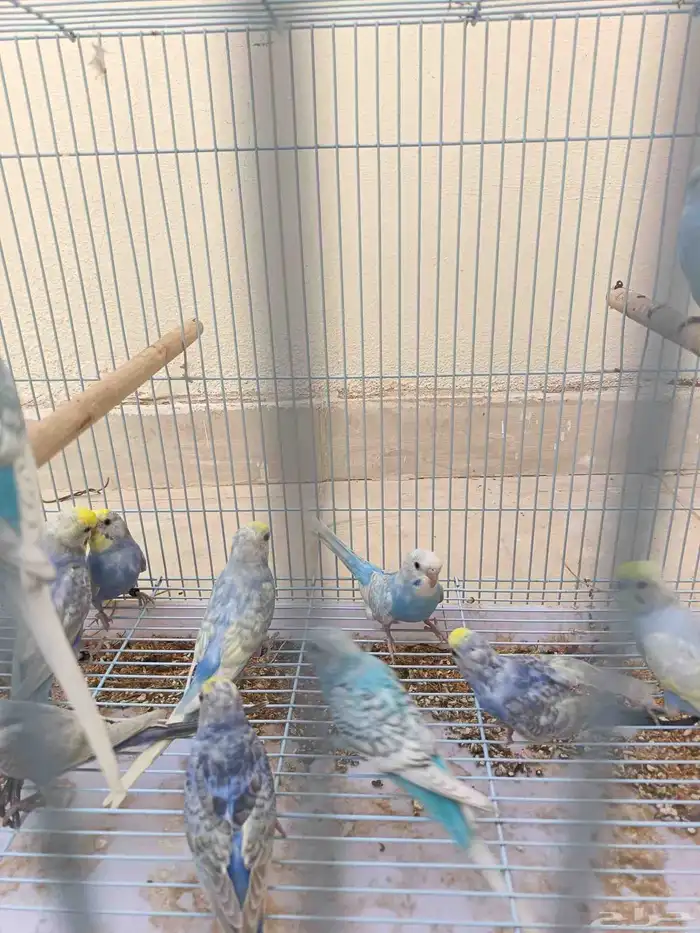 طبات بادجي رينبو فرصه للي بيربي 4