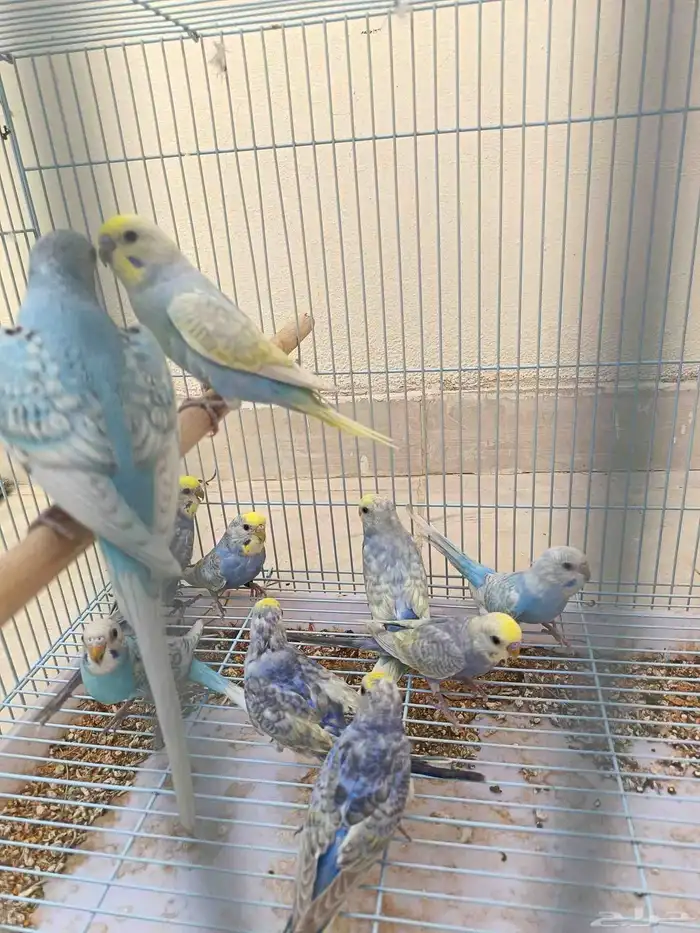 طبات بادجي رينبو فرصه للي بيربي 3