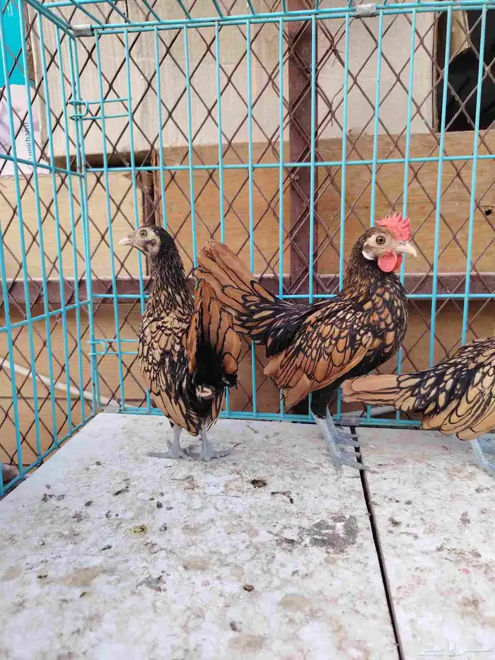 سبرايت. تم البيع 0