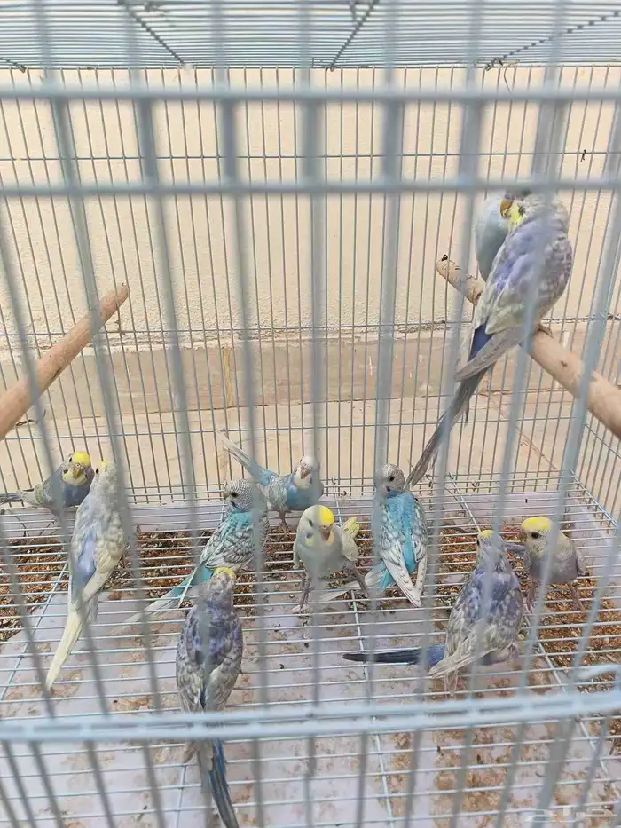 طبات بادجي رينبو فرصه للي بيربي 0