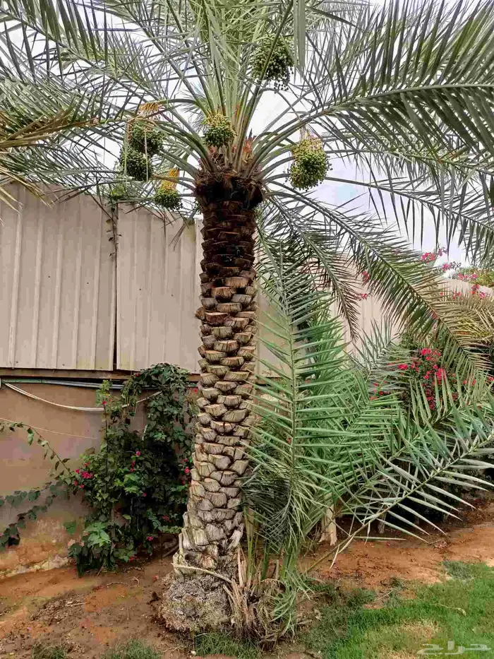 ازالة ترتيب النخيل والاشجارو 19