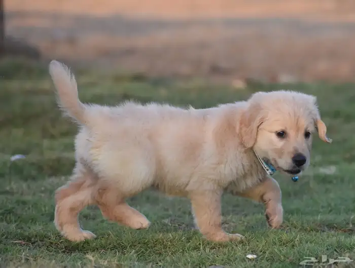 جولدن ريتريفر مستوى توب 4