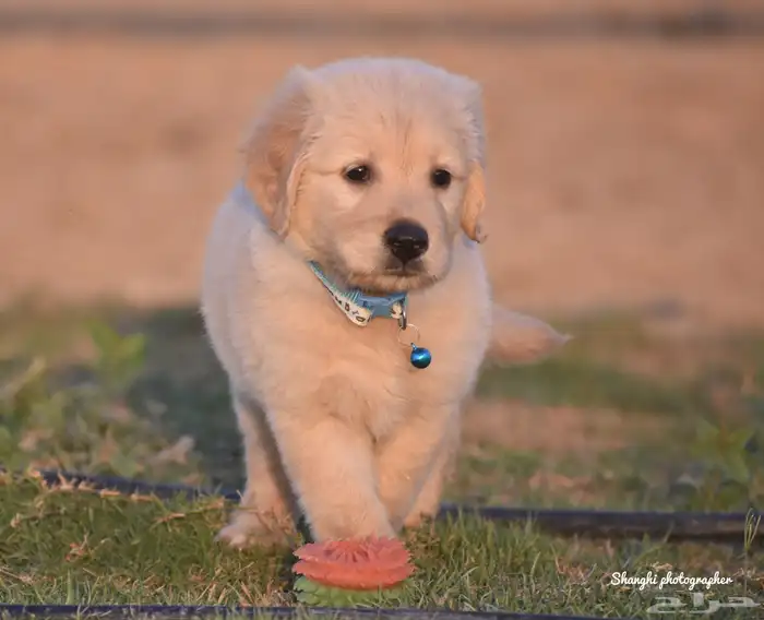 جولدن ريتريفر مستوى توب 0