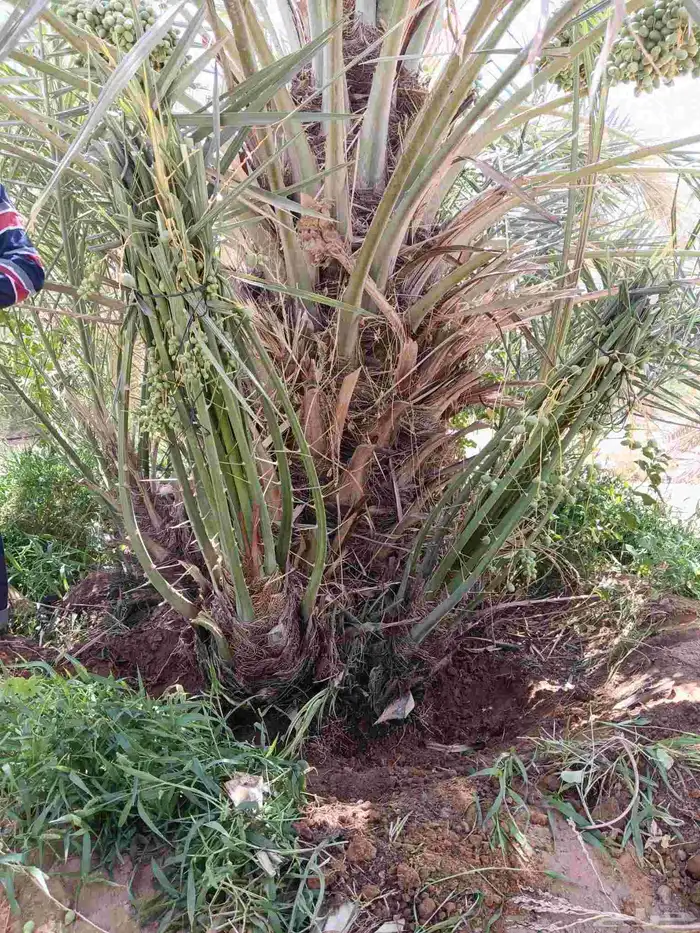 نخل فروخ صقعي ومجدول وخلاص 8