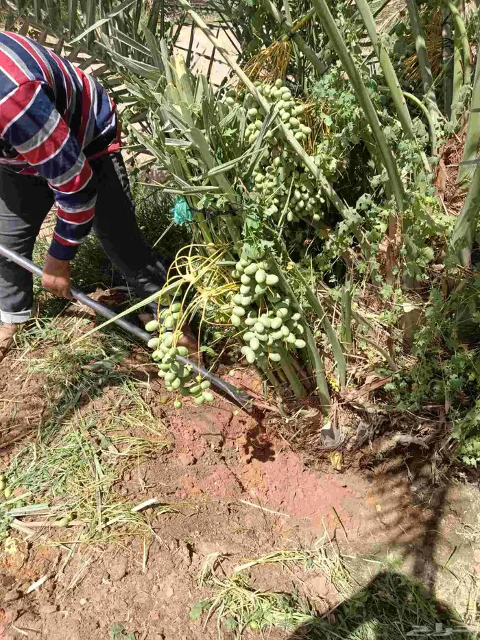 نخل فروخ صقعي ومجدول وخلاص 6