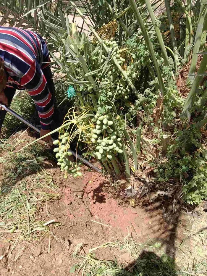 نخل فروخ صقعي ومجدول وخلاص 9
