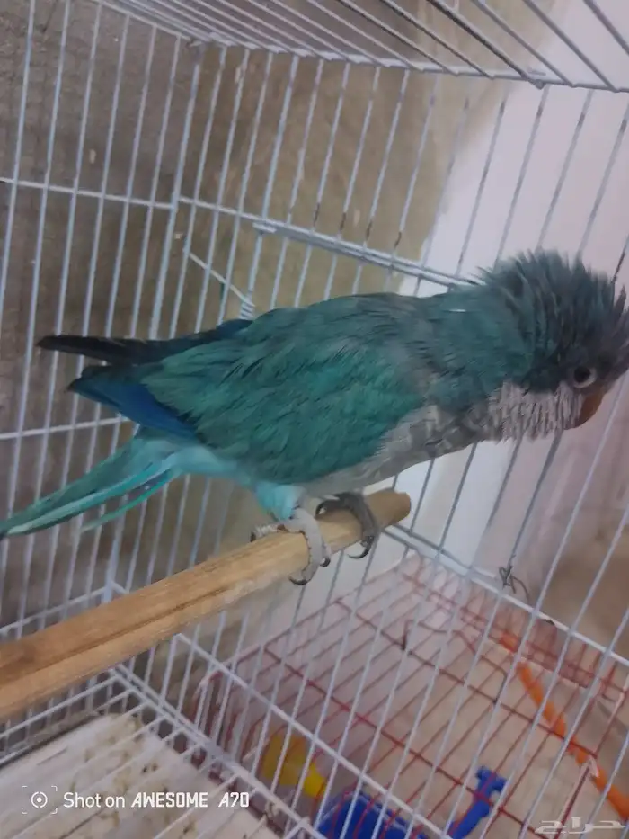 كويكر الراهب ذكر تم التحليل بشهاده (  تم البيع  ) 1