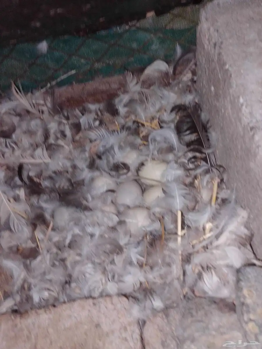 بط مصري منتج 7