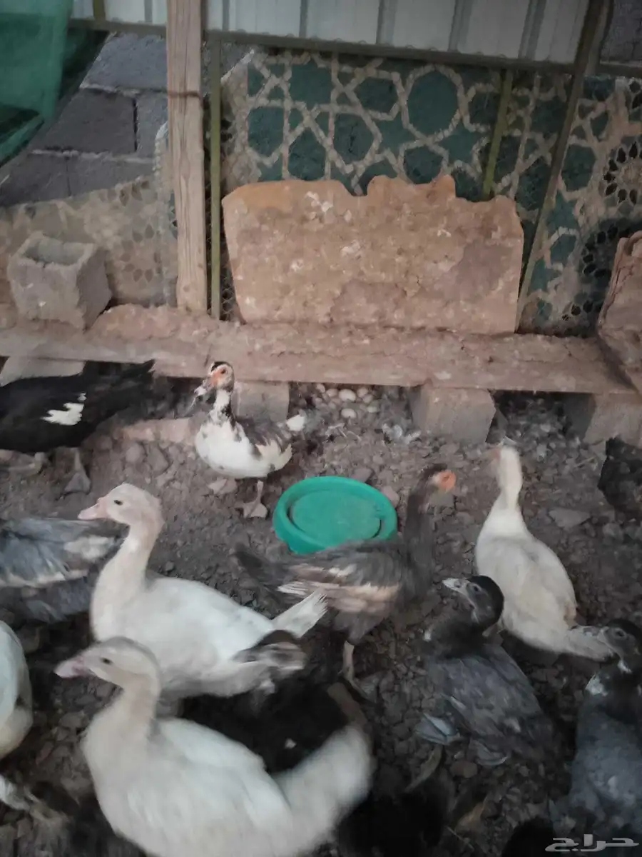 بط مصري منتج 2