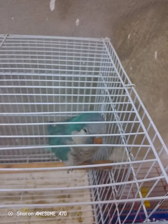 كويكر الراهب ذكر تم التحليل بشهاده (  تم البيع  ) 2