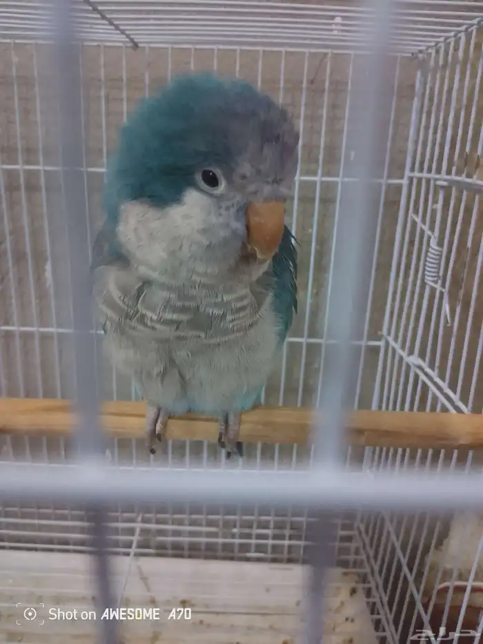 كويكر الراهب ذكر تم التحليل بشهاده (  تم البيع  ) 0