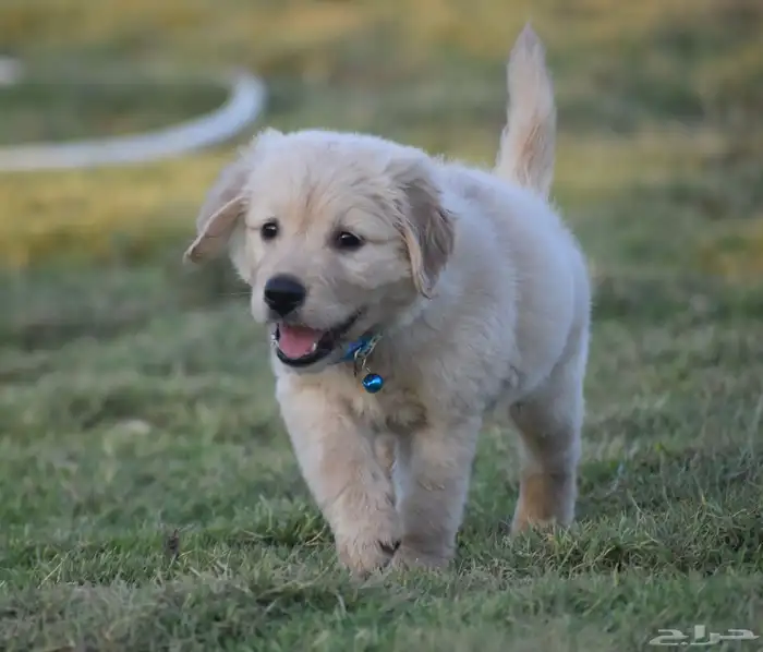 جولدن ريتريفر مستوى توب 3