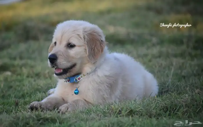 جولدن ريتريفر مستوى توب 2