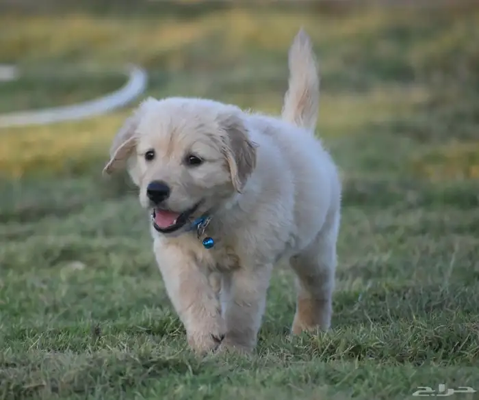 جولدن ريتريفر مستوى توب 5