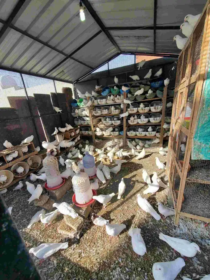 حمام فرنسي سوبر جامبو للبيع 1