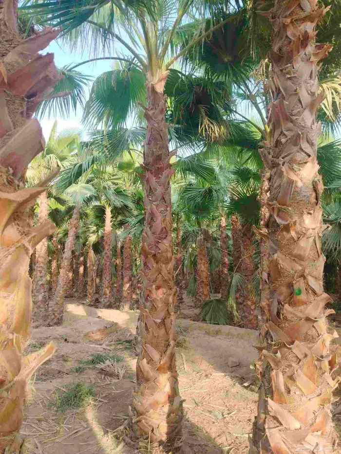 نخل واشنطونيا الزينه 1