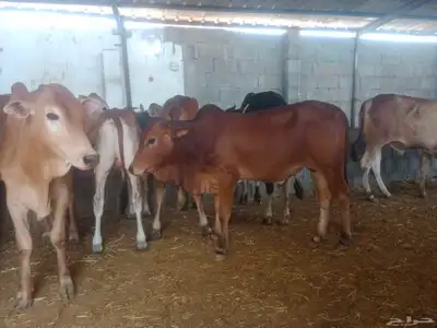 آحد رفيدة إشارة لازمة خلف أسواق المفيد 6