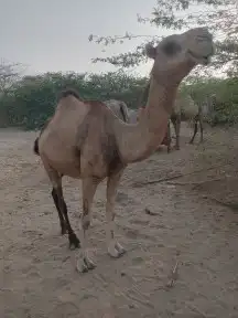 بكره جنب اول بطن في 8شهور البكره في جيزان 2