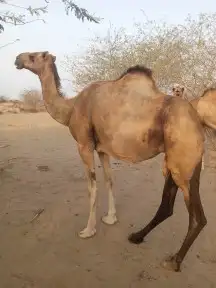 بكره جنب اول بطن في 8شهور البكره في جيزان 1
