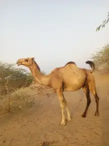 بكره جنب اول بطن في 8شهور البكره في جيزان 0