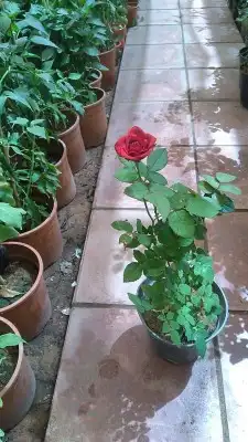 مشتل تنسيق حدائق 9