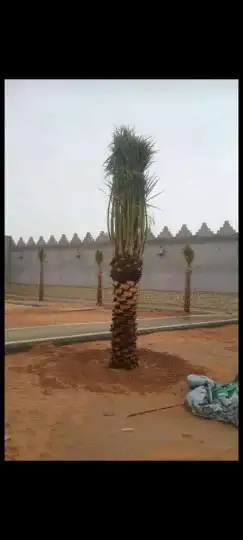 يوجد الدنيا جميع أنواع اتخيل وجمع المقست المختلفهه 055913841 0