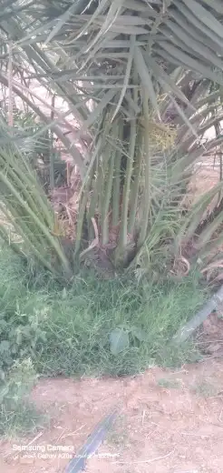 يوجدلدين جميع انواع انخل المثمره وزينه 5