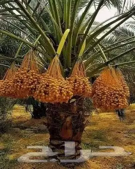 يوجد الدنيا جميع أنواع اتخيل وجمع المقست المختلفهه 055913841 4