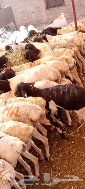 موقعنا مكة الرياض الباحة تبوك الخرج 18
