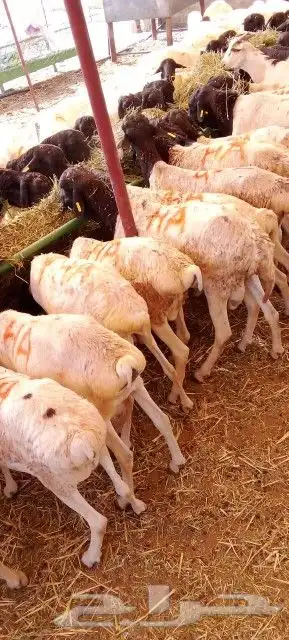 موقعنا مكة الرياض الباحة تبوك الخرج 15