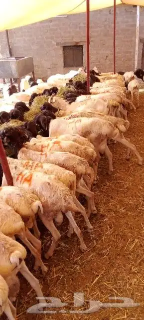 موقعنا مكة الرياض الباحة تبوك الخرج 16