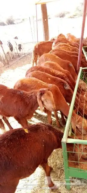 موقعنا مكة الرياض الباحة تبوك الخرج 9
