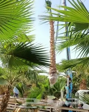 ازالة ترتيب النخيل والاشجارو 10