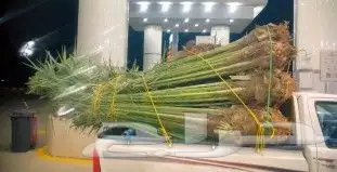 يوجدلدين جميع انواع انخل المثمره وزينه 4