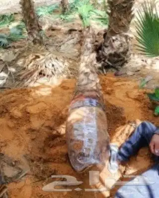 ازالة ترتيب النخيل والاشجارو 9